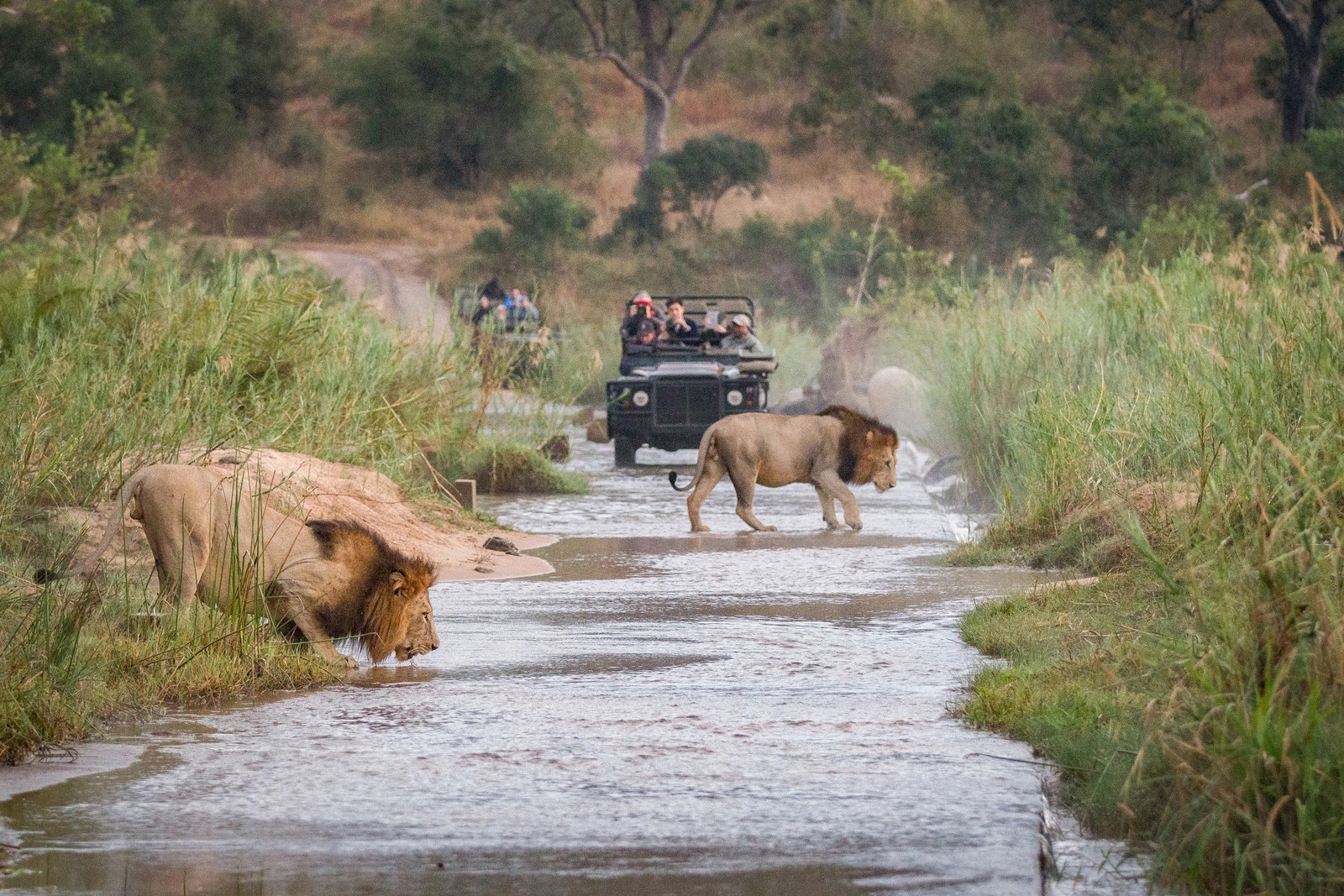 A thrilling lion encounter on safari in Kruger National Park, South Africa.
