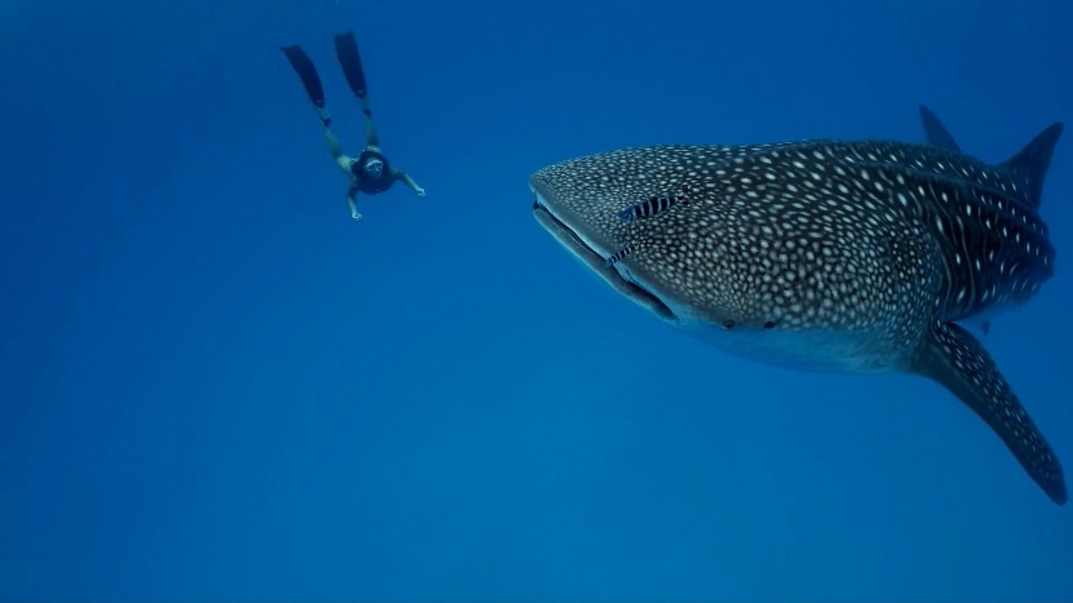 Snorkeling with Whaleshars at Oslob. Photo by Oleksandr Sushko.