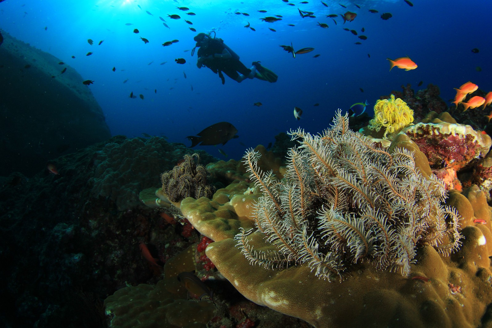 Scuba Diving on a Vibrant Coral Reef in one of Thailand’s top diving destinations.
