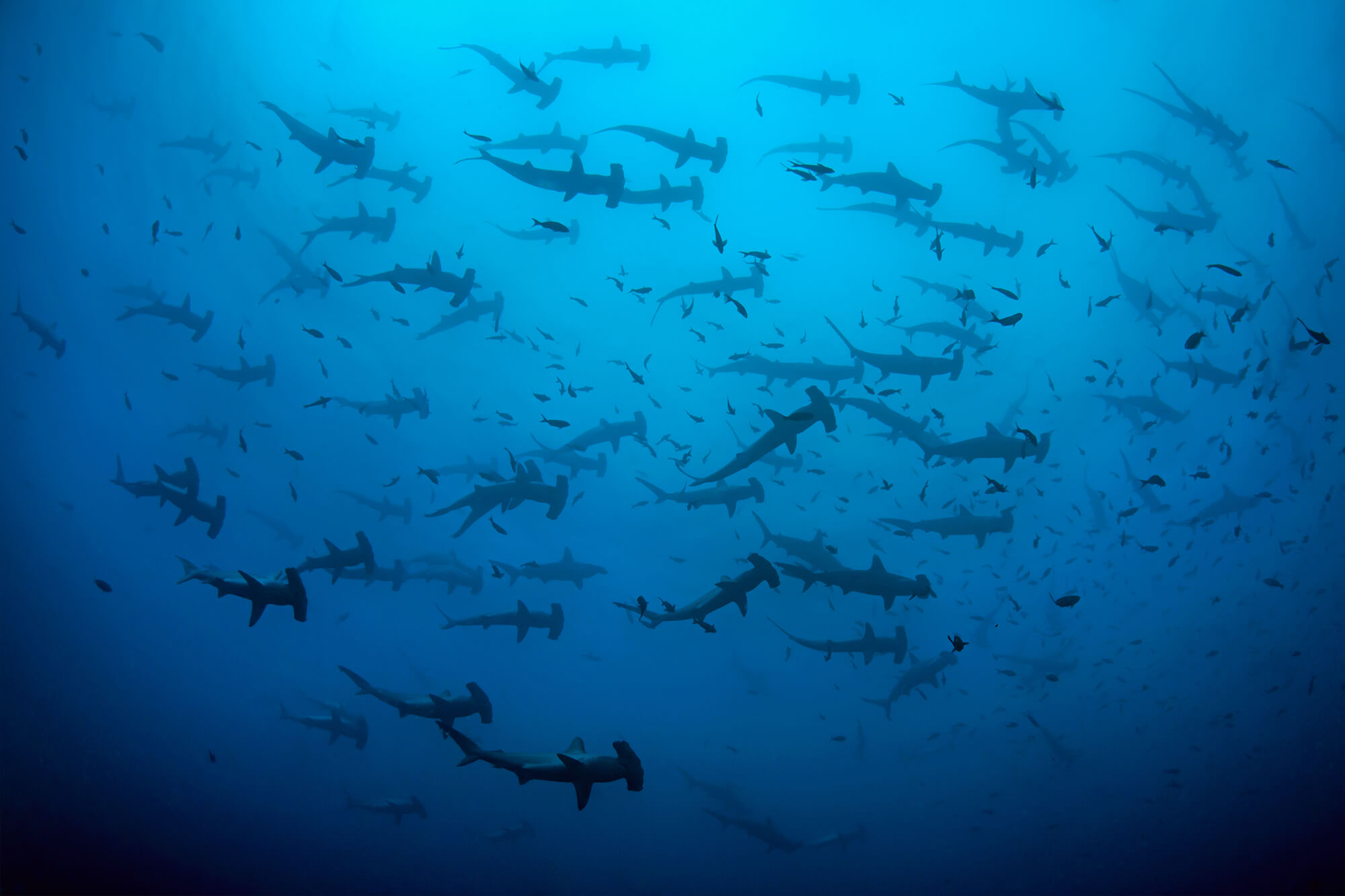 School of hammerhead sharks at Cocos Island, Costa Rica