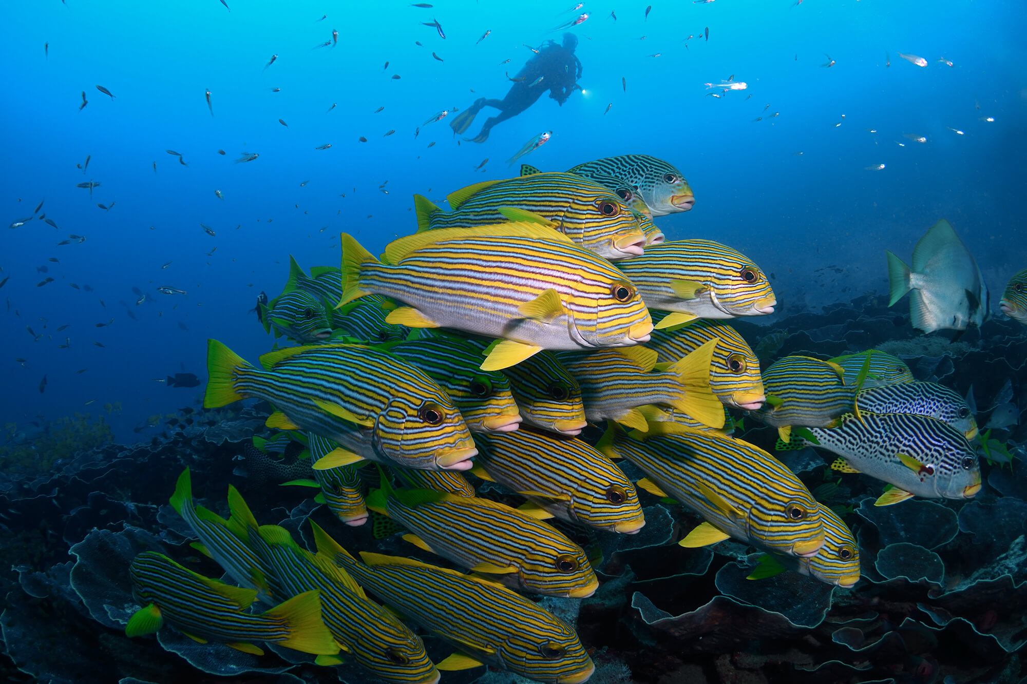 School of sweetlips at Cape Kri dive site, Kri Island, Raja Ampat, West Papua